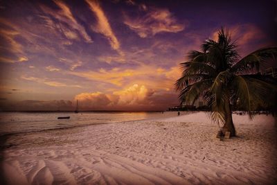 Palm trees on beach against cloudy sky