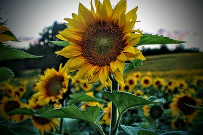 Close-up of sunflower on field