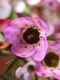 Close-up of pink flower