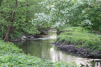 Scenic view of lake in forest