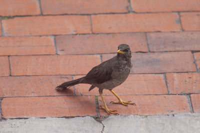 High angle view of bird perching on wall