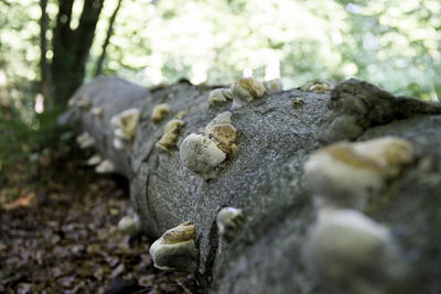 Close-up of lizard on tree trunk