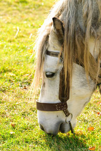 Horse in a field