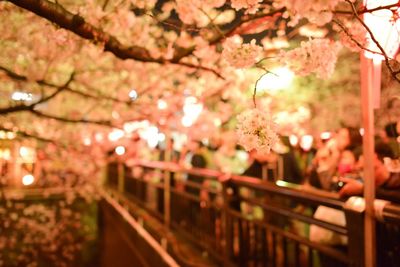 Blossoming tree against sky