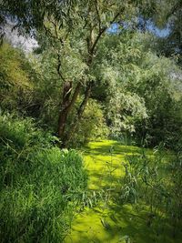 Trees in forest