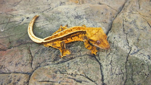 Close-up of yellow lizard on rock
