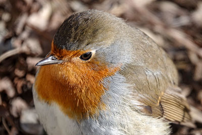 Close-up of a bird