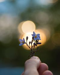 Close-up of hand holding purple flowering plant