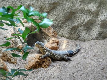 Lizard on leaf