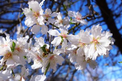 Close-up of cherry blossom