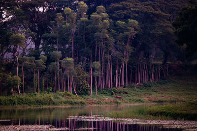 Scenic view of lake in forest