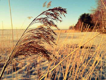 focus on foreground