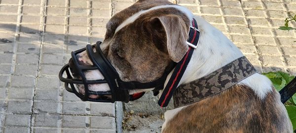 Close-up of a dog