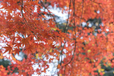 Beautiful autumn colors of japanese maple tree iroha momiji leaves background in yoyogi