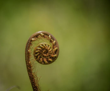 Close-up of fern