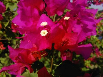 Close-up of pink flowers