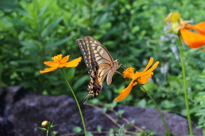 Butterfly on flower