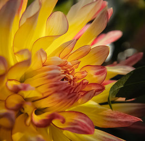 Close-up of yellow flower