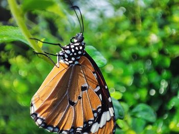 Close-up of butterfly on flower