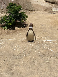 High angle view of bird