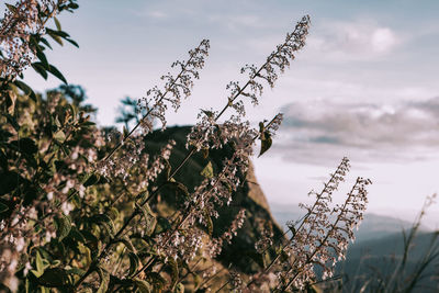 Low angle view of flowering plants against sky