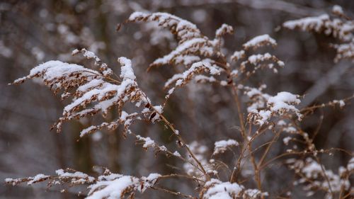 Close-up of snow on  frozen plant during winter