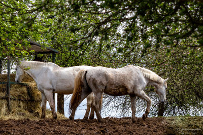 Horse standing in a field