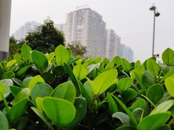 Close-up of green plant in city