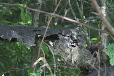 Close-up of a lizard on tree