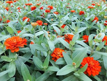 Close-up of orange flowering plants