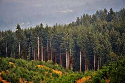 Pine trees in forest against sky