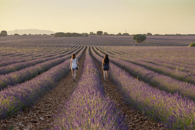 Rear view of two women walking on lavender field against sky