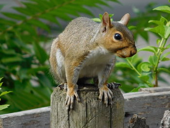Close-up of squirrel on wooden post