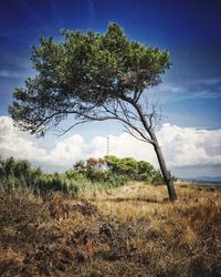 Trees on field against cloudy sky