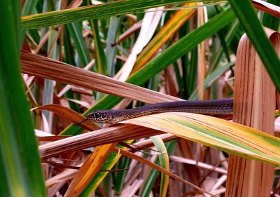 Close-up of bamboo on plant