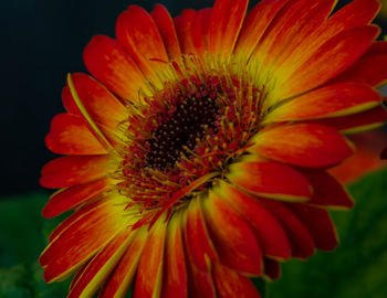 Close-up of red flower