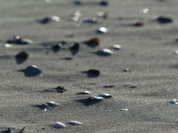 Surface level of pebbles at beach