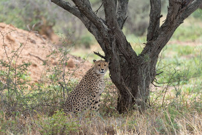 View of a cat sitting on tree trunk