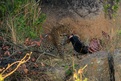 Female leopard