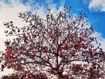 Low angle view of trees against cloudy sky