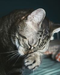 Close-up of cat sleeping