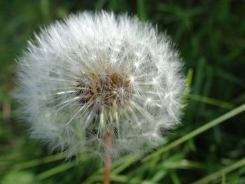 Close-up of dandelion