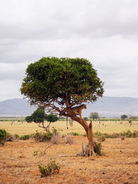 Trees on field against sky