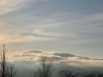 Low angle view of silhouette trees against sky