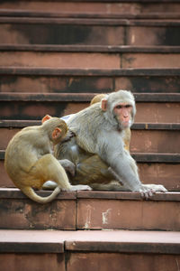 Monkeys checking for fleas and louse in the park