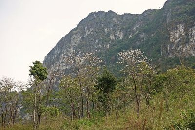 Plants growing on land against sky