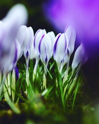 Close-up of crocus