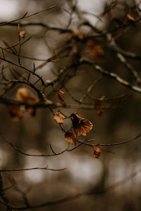 Close-up of tree