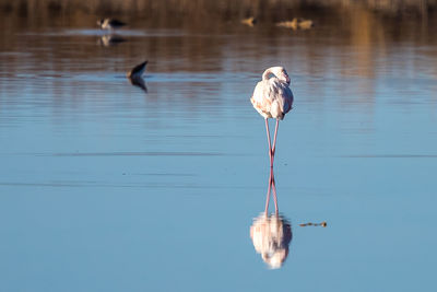 Bird on lake