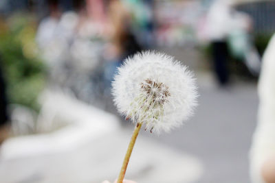 Close-up of dandelion